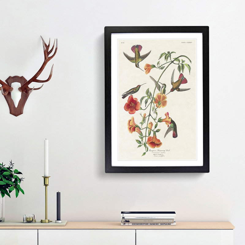 Mango Hummingbirds by John Audubon - Picture Frame Painting Print, Black Framed, 48cm H x 36cm W x 2cm D