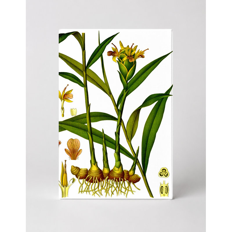 Zingiberofficinal (Ginger Plant Illustration) - Portrait, art mural sur toile, 14" W x 11" H