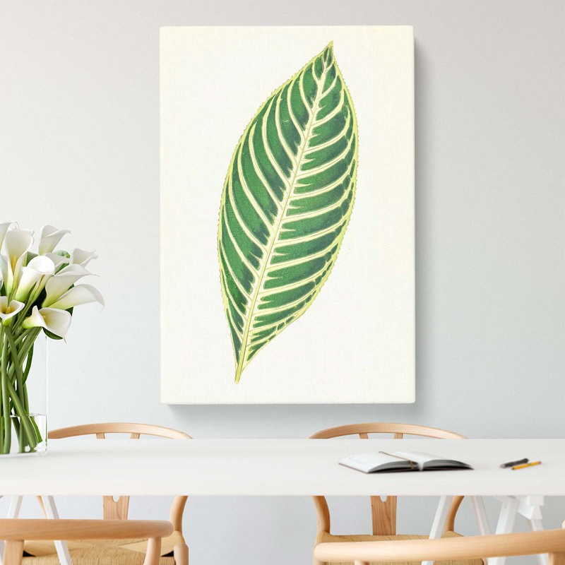 Tiger Plant Leaf by Benjamin Fawcett - Wrapped Canvas, 60cm H x 40cm W x 3cm D