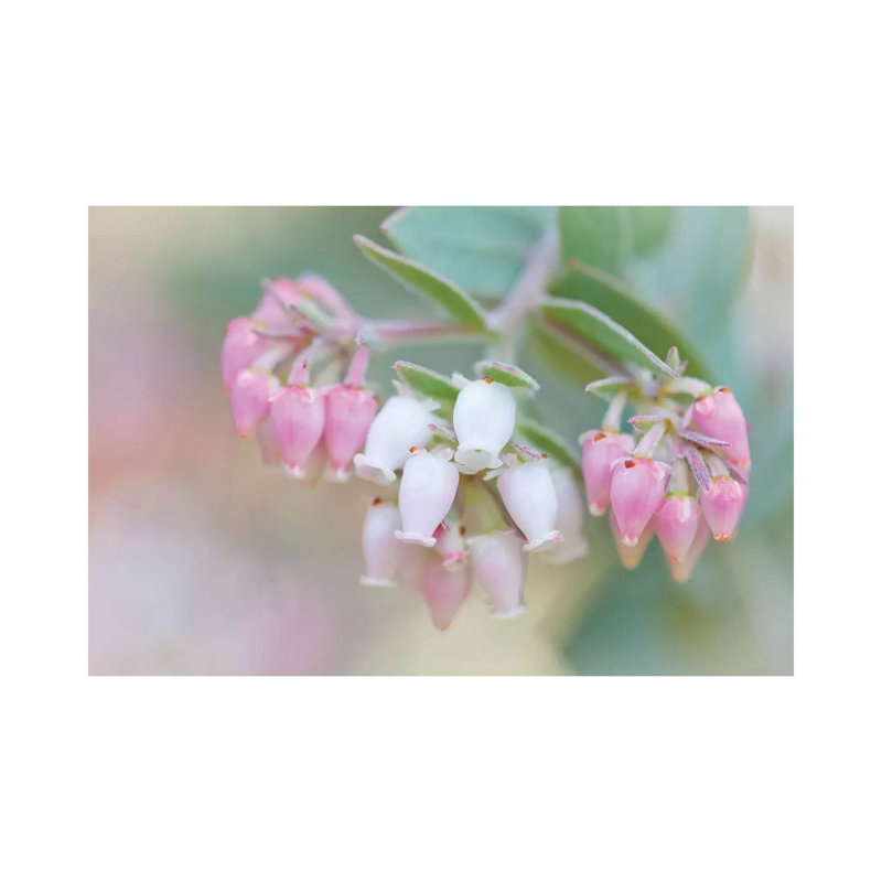 Manzanita Flowers, Genus Arctostaphylos, Mount Diablo State Park by Jaynes Gallery - Wrapped Canvas Print