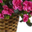 Azalea Hanging Basket Arrangement in Basket