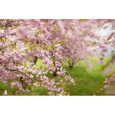 Cherry Blossom Forest by Lorado