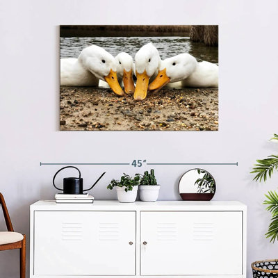 Pekin Ducks de Brampt
