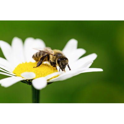 Bee Collects Honey 1 Piece Wrapped Canvas Wall Art