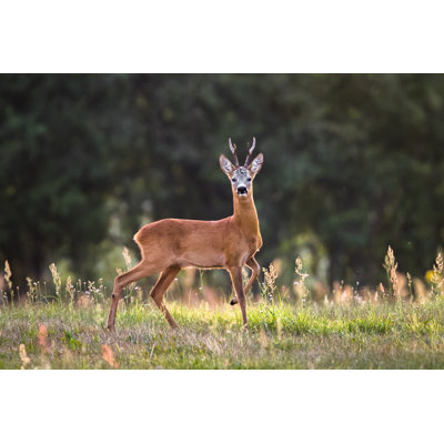 Roe Deer by DamianKuzdak - No Frame Painting on Canvas