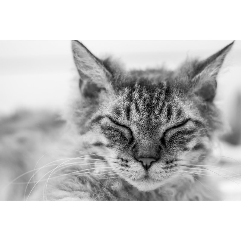 Sidon LaPerm Cat - Wrapped Canvas Print, 81cm H x 122cm W x 3.8cm D