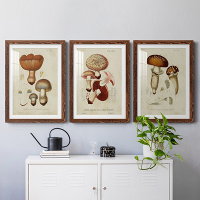 Champignon Variétés I encadré mat - prêt à accrocher