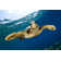 Hawksbill Sea Turtle by Vladoskan - Wrapped Canvas Print