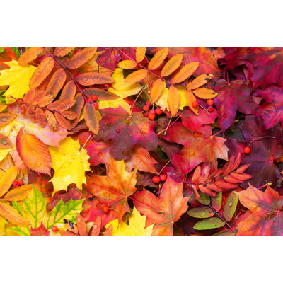 Fallen Autumn Leaves - Photographie sur toile tendue