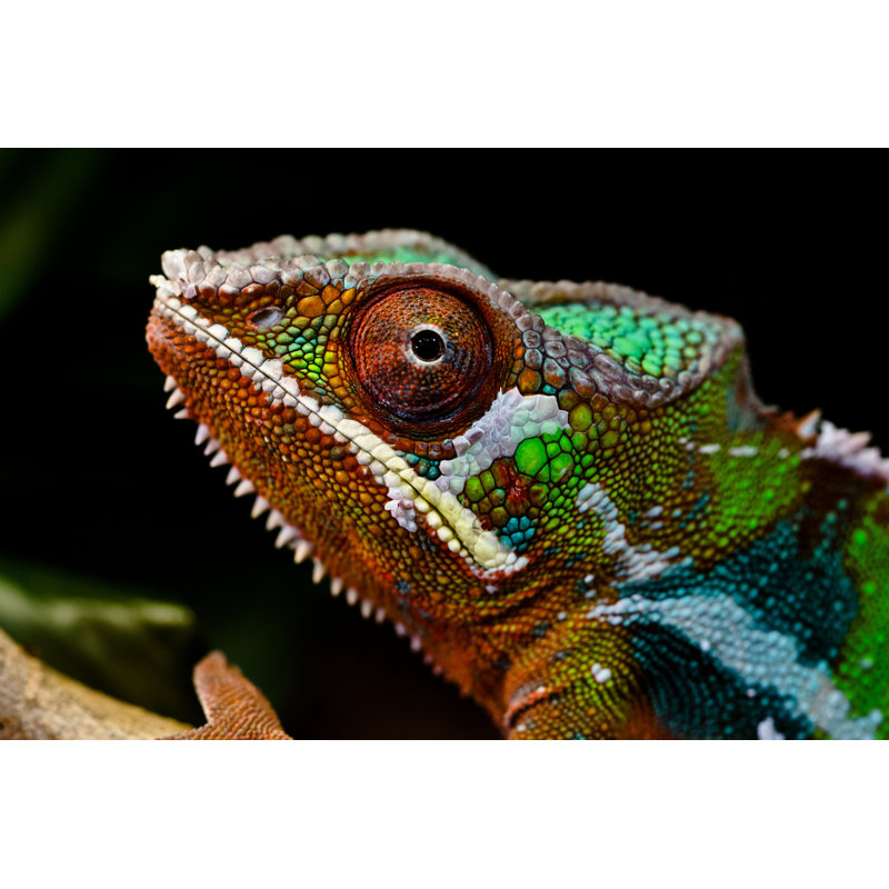 «Panther Chamaeleon / Furcifer Pardalis» par Renepi - photographie sur toile tendue, L 48 po x H 32 po