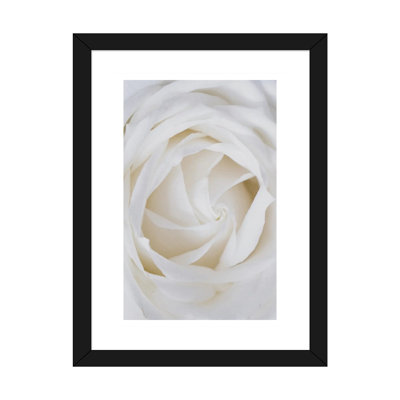 Roses blanches-reproduction de photo