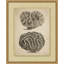 Sepia Sealife 3 Framed Drawing Print