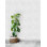 Rouleau de papier peint décoratif L 33 pi x l 20,5 po Susan Hable