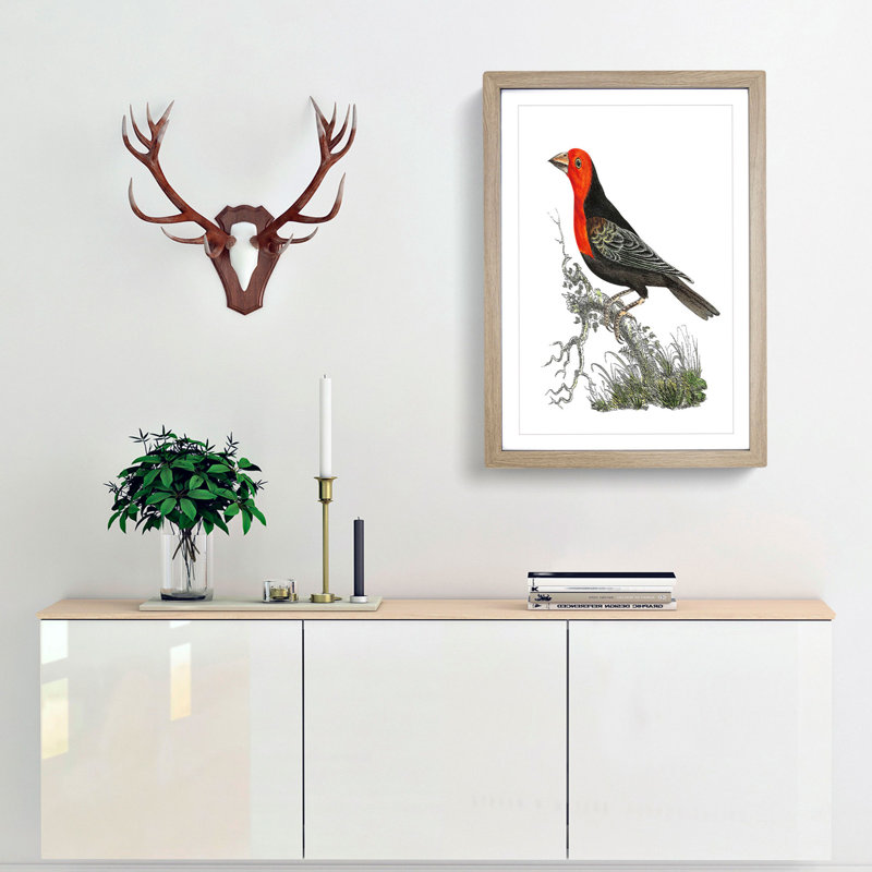 Abyssinian Plant-Cutter Bird by George Shaw - Picture Frame Painting, Oak, 60cm H x 40cm W x 2cm D