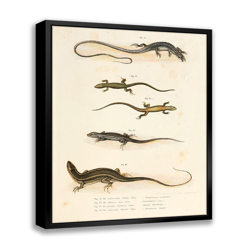 Illustration vintage de salamandre-giclée sur toile avec cadre flottant_, L 16 po x H 20 po