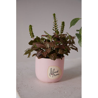 Peace and Love Pot 