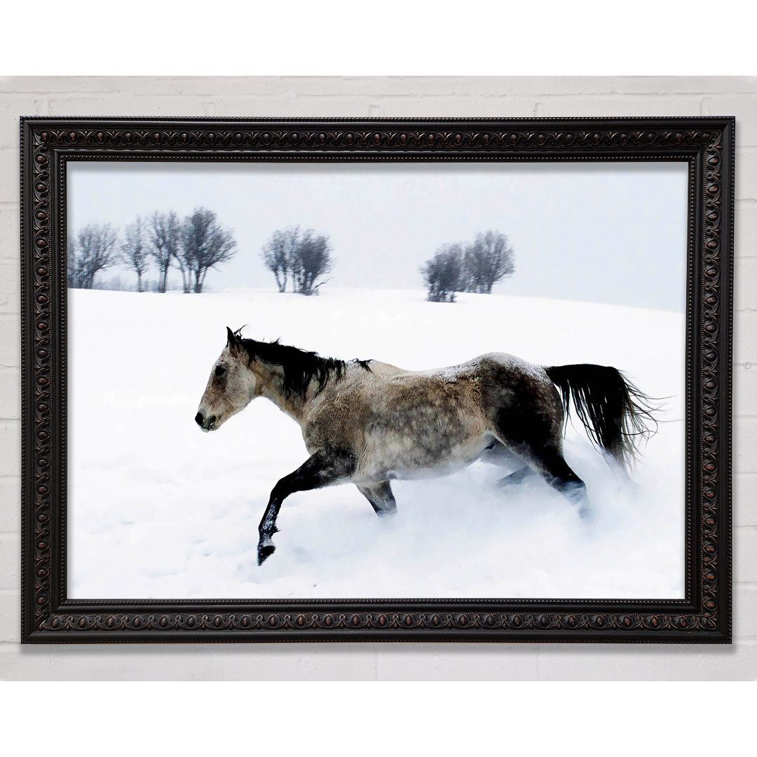 Stallion In The Snow - Druck