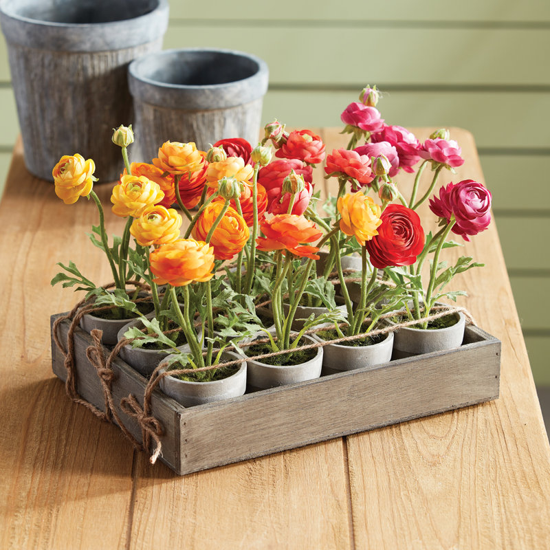 Alina Mini Ranunculus 1 " Potted
