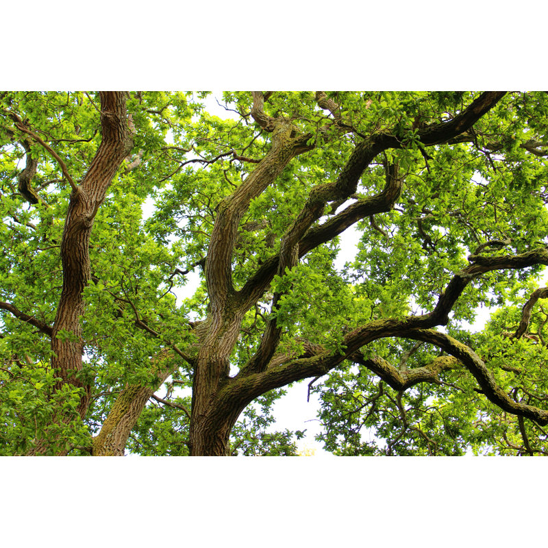 English Oak Tree by Mtreasure, 24" H x 36" W