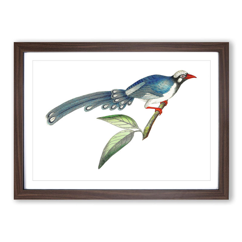 Chinese Cuckoo by George Shaw - Picture Frame Painting Print, Walnut Framed, 27cm H x 36cm W x 2cm D
