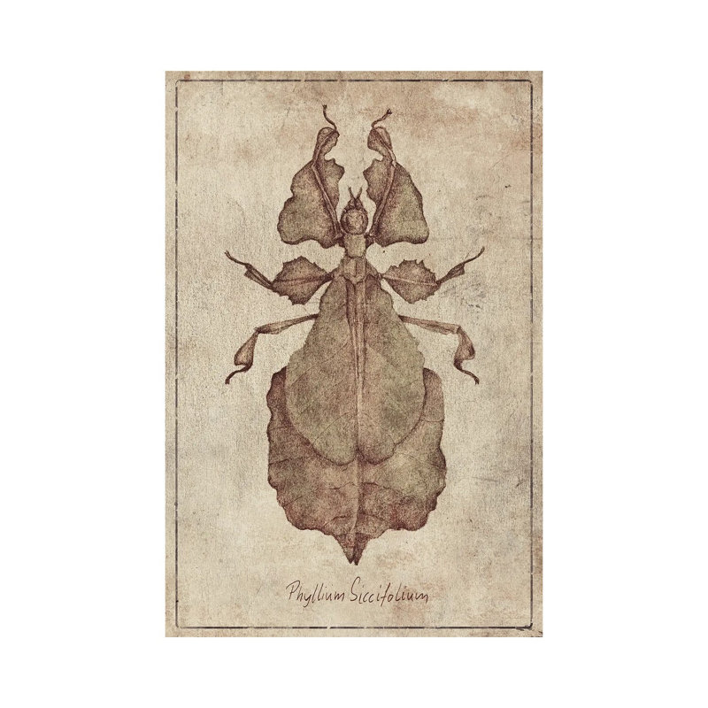 Phyllium Siccifolium 2 by Mike Koubou - Wrapped Canvas Print, 66.04 cm H x 45.72 cm W
