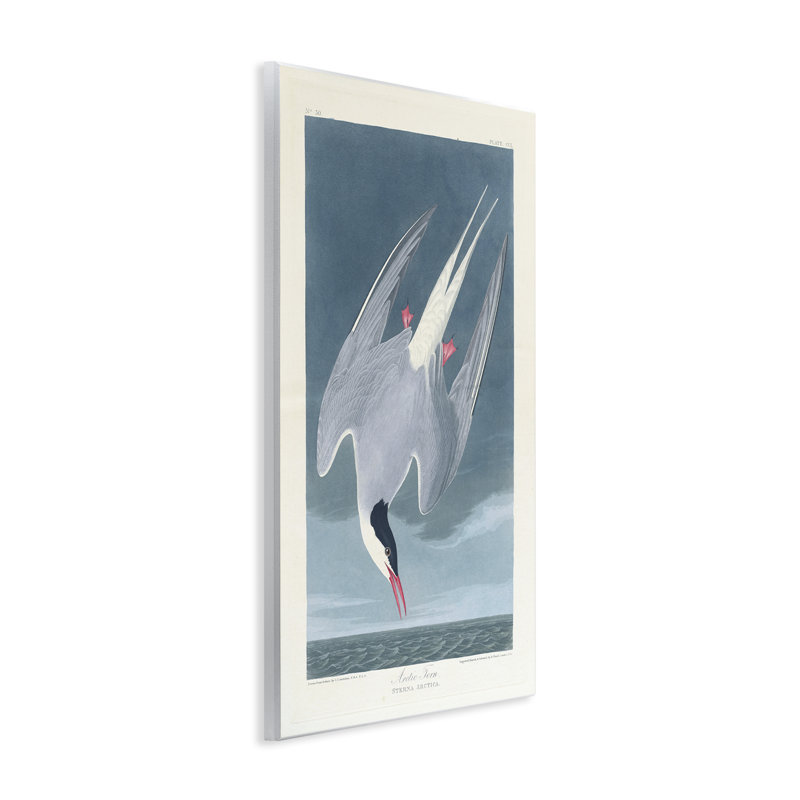 Art mural classique, sterne arctique par one1000paintings, H 15 po x l 10 po