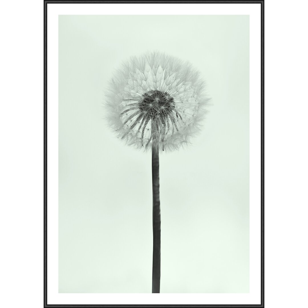 Gerahmtes Poster 49 Dandelion, Grafikdruck