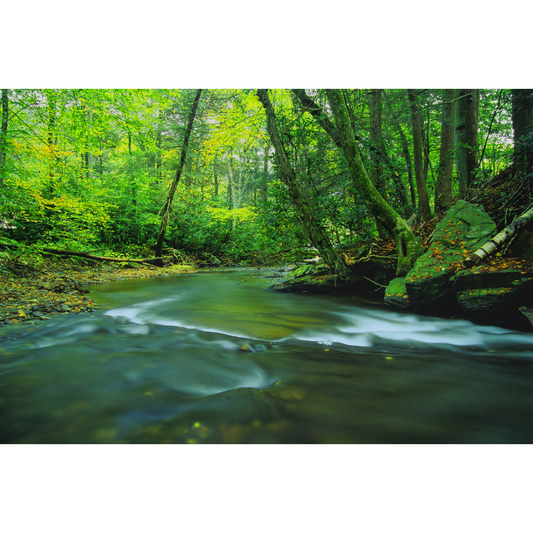 Landschaft Fluss Wald Grün von Amygdalaimagery - Leinwandbild