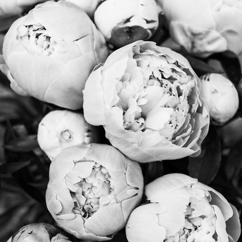 Pivoines Bw par Kathrin Pienaar - reproduction, H 12 po x l 12 po, Non, Toile tendue