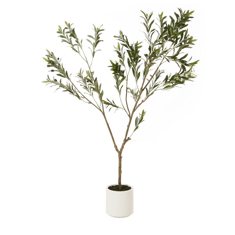 Andaiye 180cm Plant in Pot