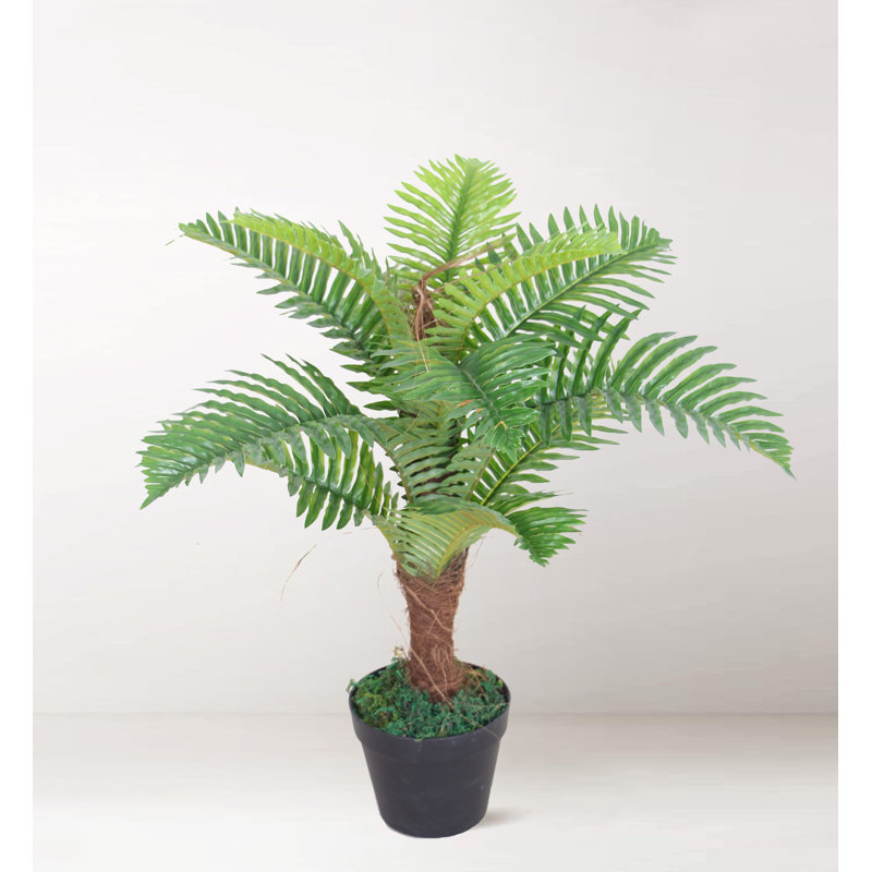 Faux Palm Plant in Pot, 60"H x 50"W