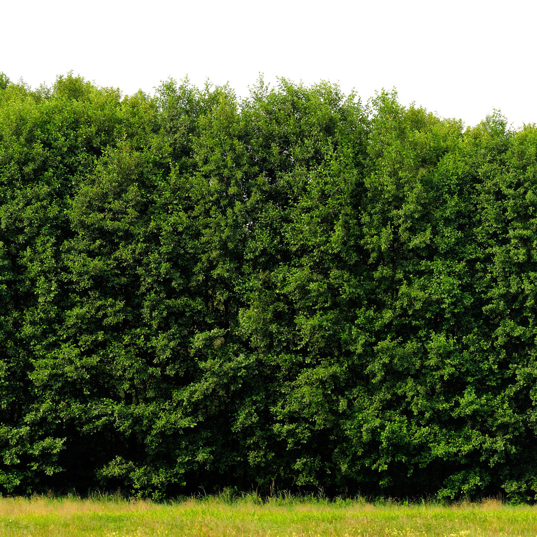 Sehr hohe grüne Hecke mit Gras von Sieboldianus - Kunstdrucke auf Leinwand ohne Rahmen