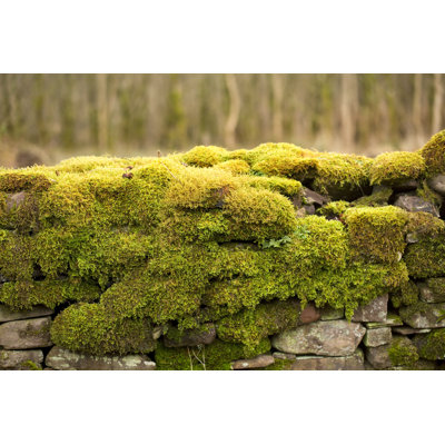" Mossy Wall " by Janecampbell21