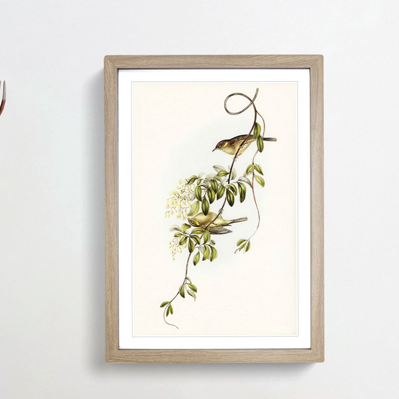 Fuscous Honeyeater Birds by Elizabeth Gould - Framed Print, Oak Framed, 65cm H x 48cm W x 2cm D