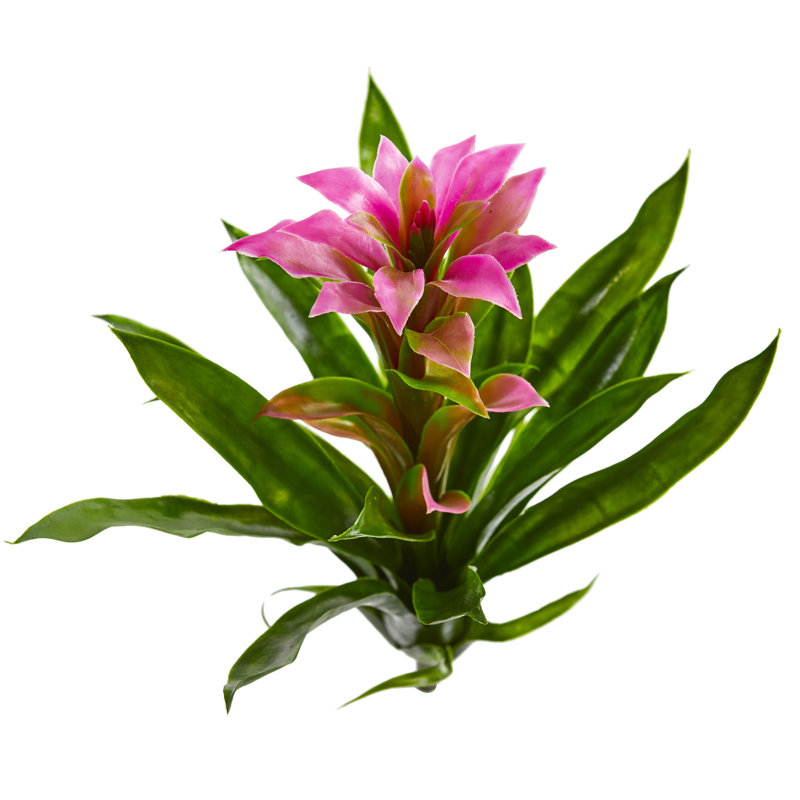 Bromeliad Arrangement, Purple