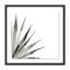 Agave II Print by Jess Engle-48615488-48615490