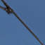 Parasol de marché 9 pi x 9 pi Hiott-88137577