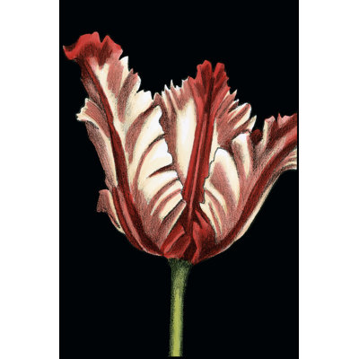 Vibrant Tulips II - Wrapped Canvas Print