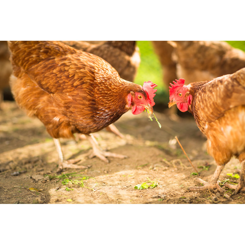 Hen In A Farmyard - Wrapped Canvas Print, 81cm H x 122cm W x 3.8cm D