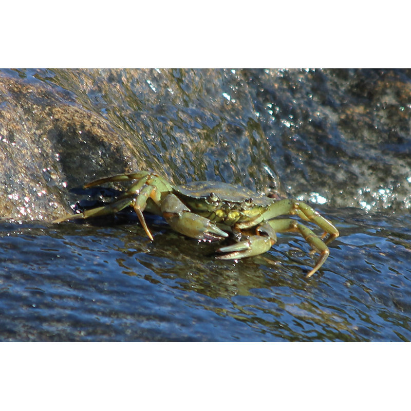 Green Crab by Bririemoments - Wrapped Canvas Print, 51cm H x 76cm W
