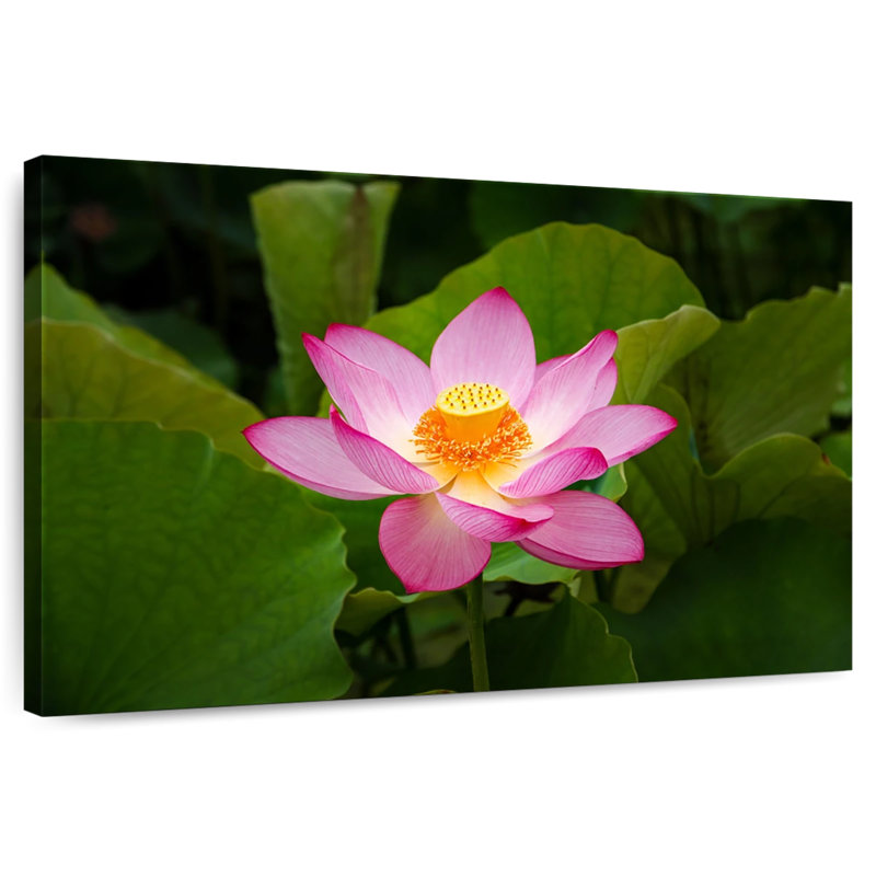 Fresh Lotus Flower, 8" H x 12" W