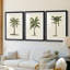 3 pièces de l'UA CH - British Palms I-1939223524-1939223522