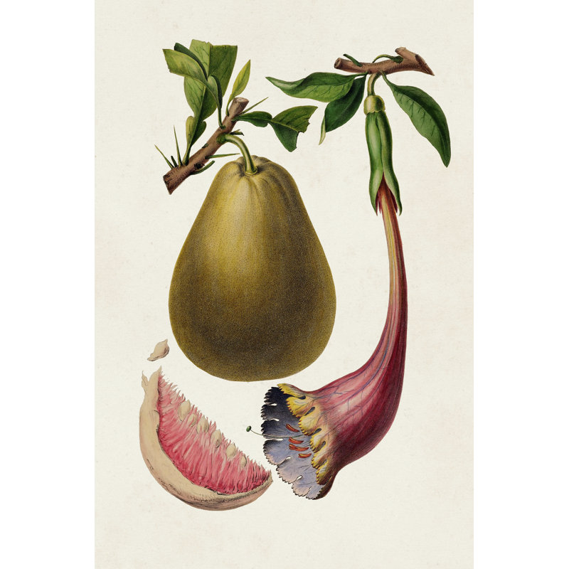 Fruit Of The Tropics I - Wrapped Canvas Print, 46cm H x 30cm W