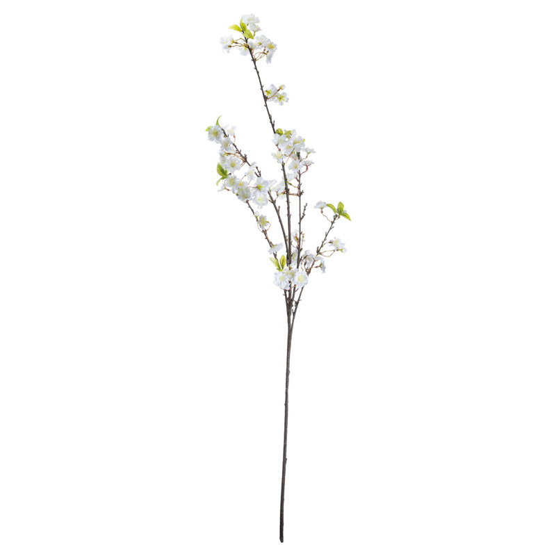 Anastasija Arrangement