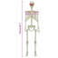  Halloween Skeleton White Plastic