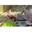 Cintre Beatrix Potter Pigling Bland Pot