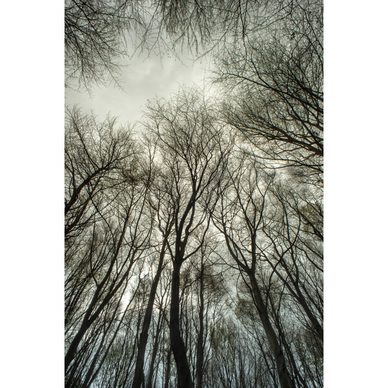 Light Through The Trees by Andre Eichman - Wrapped Canvas Print, 91cm H x 61cm W