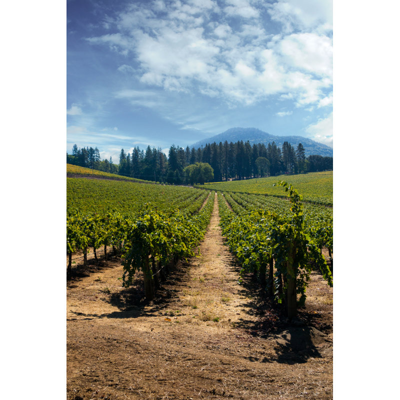 Grape Vines - Photographie sur toile tendue, L 8 po x H 12 po