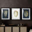 Coquille en feuille d'or I sur cobalt - reproduction sur mesure encadrée de qualité supérieure - 3 pièces-405913204-405913207