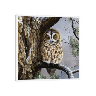 Half Asleep - Tawny Owl by Jeremy Paul - Painting on Canvas
